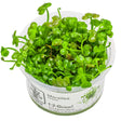 Tropica 010 Tissue Culture - Marsilea hirsuta in a clear cup, showcasing vibrant green clover-like leaves.
