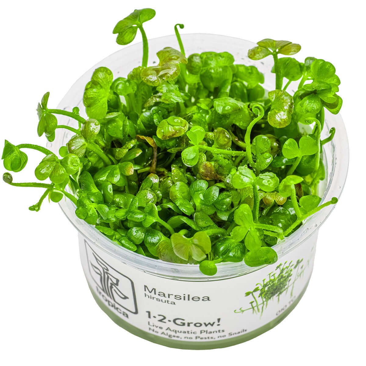 Tropica 010 Tissue Culture - Marsilea hirsuta in a clear cup, showcasing vibrant green clover-like leaves.