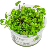 Tropica 010 Tissue Culture - Marsilea hirsuta