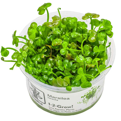 Tropica 010 Tissue Culture - Marsilea hirsuta in a clear cup, showcasing vibrant green clover-like leaves.