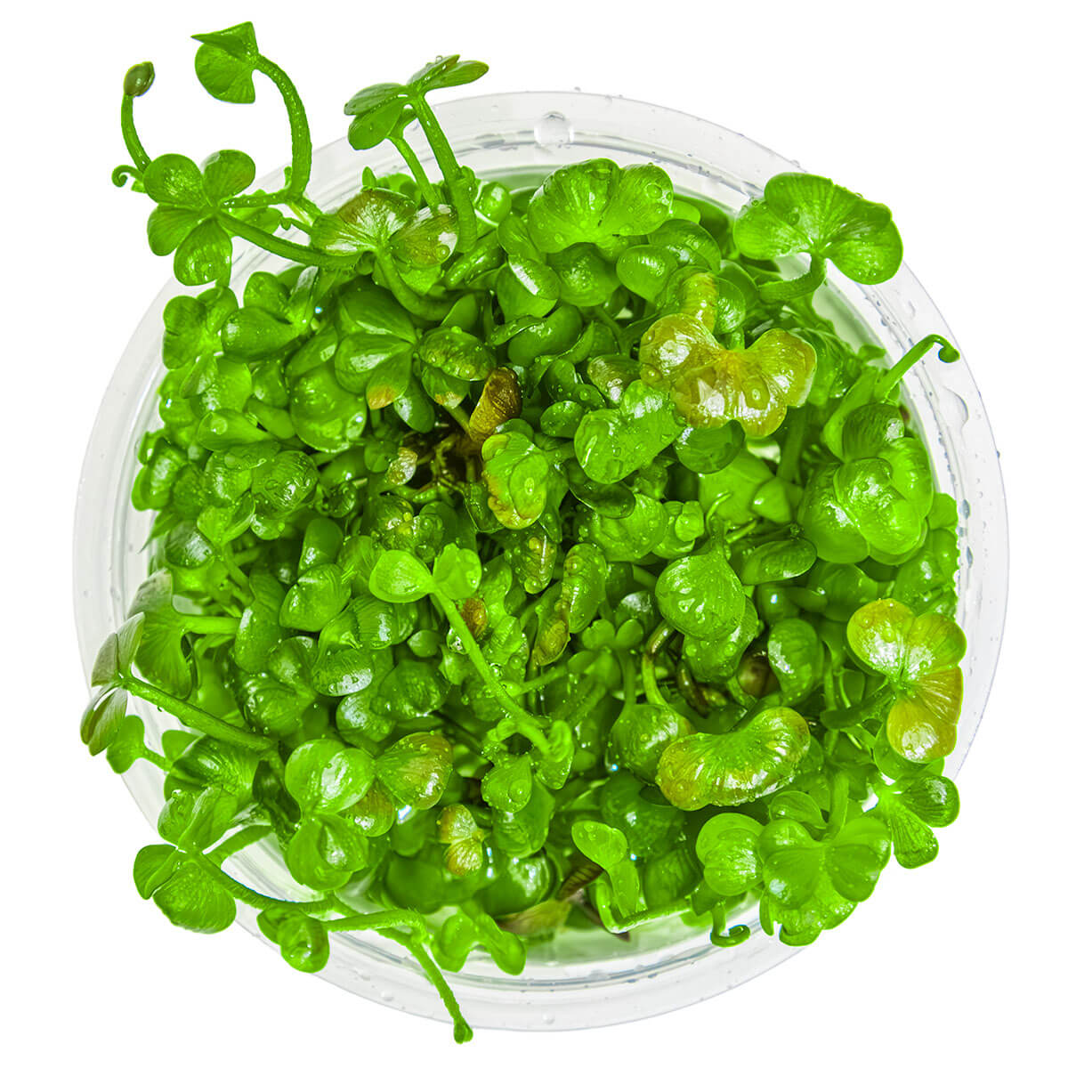 Tropica 010 Tissue Culture - Marsilea hirsuta in a clear container showcasing vibrant green leaves.
