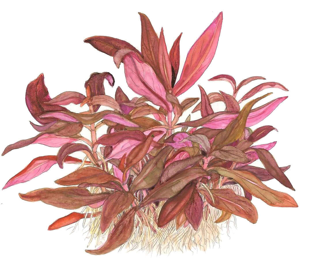 Tropica 023C Tissue Culture - Alternanthera reineckii Mini aquarium plant illustration with red-violet leaves.