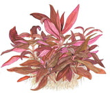 Tropica 023C Tissue Culture - Alternanthera reineckii Mini aquarium plant illustration with red-violet leaves.