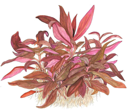 Tropica 023C Tissue Culture - Alternanthera reineckii Mini aquarium plant illustration with red-violet leaves.