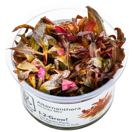 Tropica 023C Tissue Culture - Alternanthera reineckii Mini in closed cup for aquarium decor.