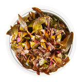 Tropica 023C Tissue Culture - Alternanthera reineckii Mini in a closed cup, showcasing compact growth and vibrant red-violet leaves.