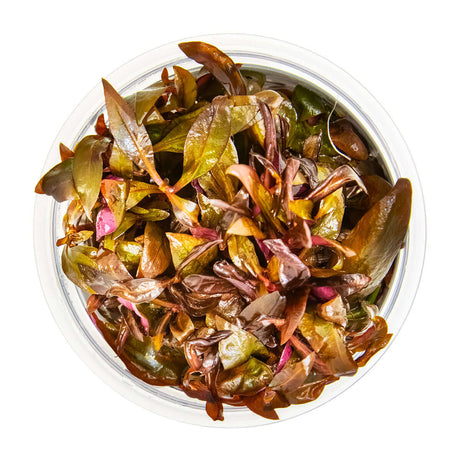 Tropica 023C Tissue Culture - Alternanthera reineckii Mini in a closed cup, showcasing compact growth and vibrant red-violet leaves.