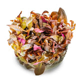 Tropica 023C Tissue Culture - Alternanthera reineckii Mini aquarium plant in tissue culture cup.