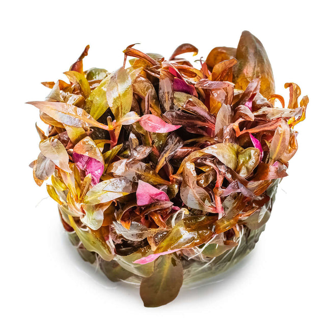 Tropica 023C Tissue Culture - Alternanthera reineckii Mini aquarium plant in tissue culture cup.