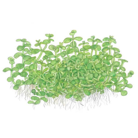 Tropica 025 Tissue Culture - Micranthemum tweediei Monte Carlo, showing vibrant green leaves and roots.