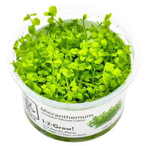 Tropica 025 Tissue Culture - Micranthemum tweediei Monte Carlo in a clear container, showcasing lush green aquatic plants.