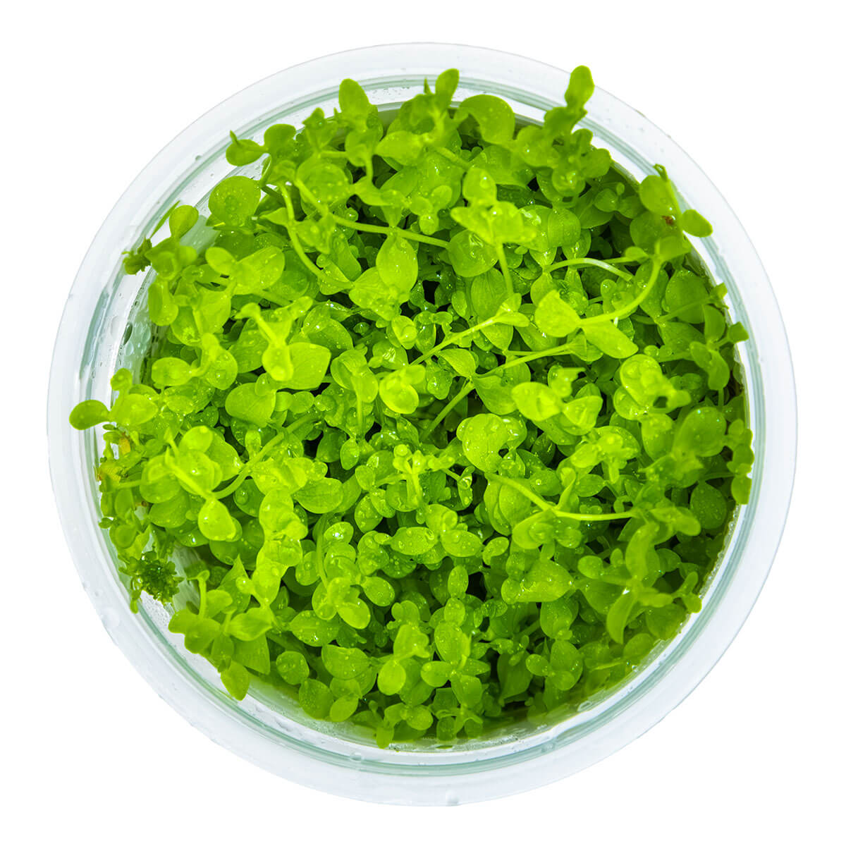 Tropica 025 Tissue Culture - Micranthemum tweediei Monte Carlo in a clear container with vibrant green leaves.