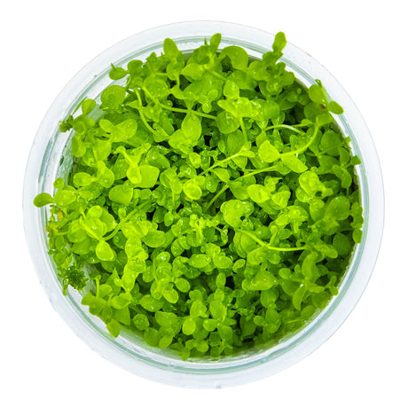 Tropica 025 Tissue Culture - Micranthemum tweediei Monte Carlo in a clear container with vibrant green leaves.