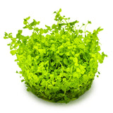 Tropica 025 Tissue Culture - Micranthemum tweediei Monte Carlo vibrant green plant forming a lush carpet for aquariums.