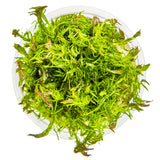 Tropica 032A Tissue Culture - Rotala wallichii aquarium plant in tissue culture cup.