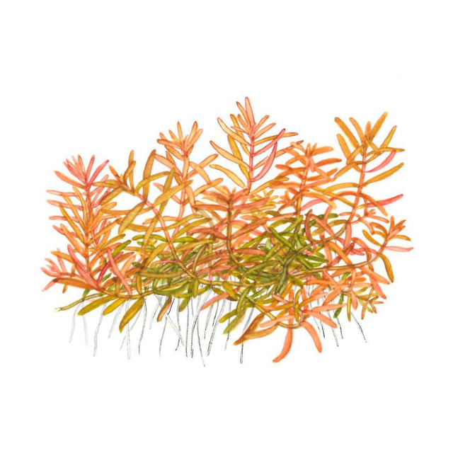 Tropica 032C Tissue Culture - Rotala rotundifolia Hra vibrant aquarium plant with narrow leaves and rich orange hues.