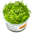 Tropica 032C Tissue Culture - Rotala rotundifolia Hra aquarium plant in tissue culture cup.