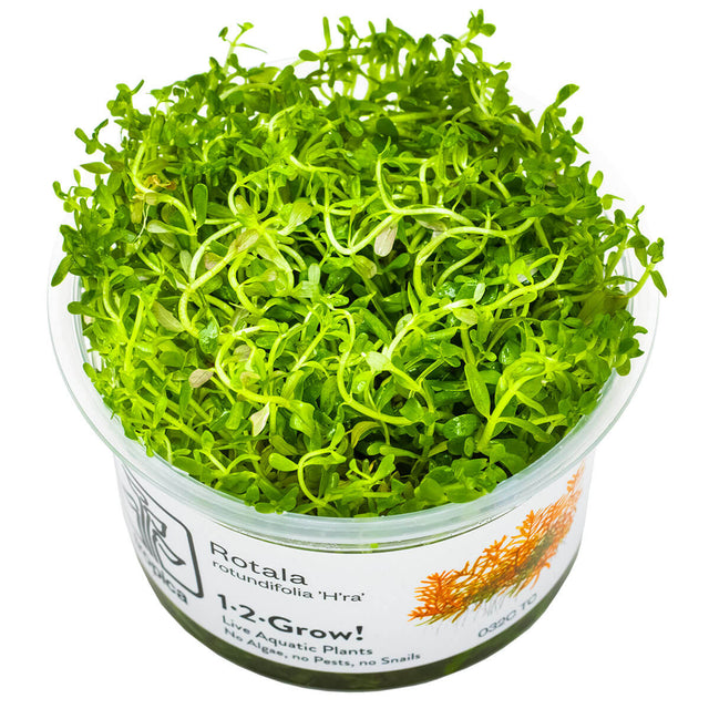 Tropica 032C Tissue Culture - Rotala rotundifolia Hra aquarium plant in tissue culture cup.