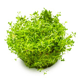 Tropica 032C Tissue Culture - Rotala rotundifolia Hra aquarium plant in a lush green growth.