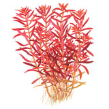 Tropica 032D Tissue Culture - Rotala Rotundifolia Blood Red aquarium plant illustration.