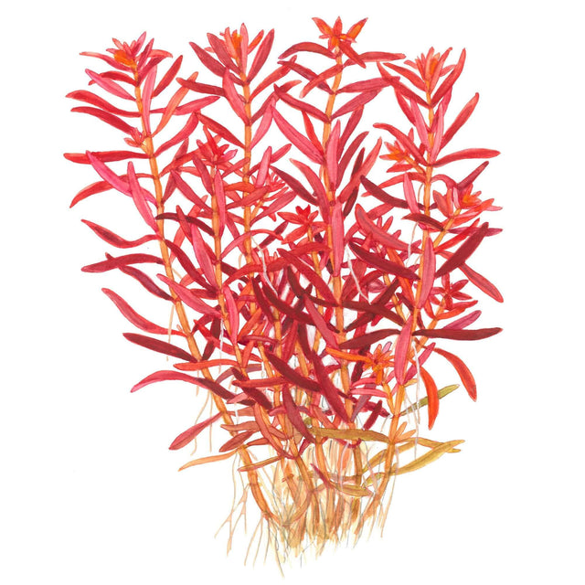 Tropica 032D Tissue Culture - Rotala Rotundifolia Blood Red aquarium plant illustration.