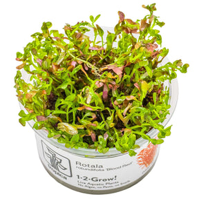 Tropica 032D Tissue Culture - Rotala Rotundifolia Blood Red in a clear cup, showcasing vibrant red aquatic plant growth.