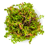 Tropica 032D Tissue Culture - Rotala Rotundifolia Blood Red in a closed cup, showcasing vibrant red and green foliage.