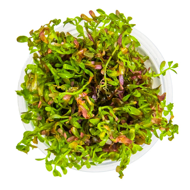 Tropica 032D Tissue Culture - Rotala Rotundifolia Blood Red in a closed cup, showcasing vibrant red and green foliage.