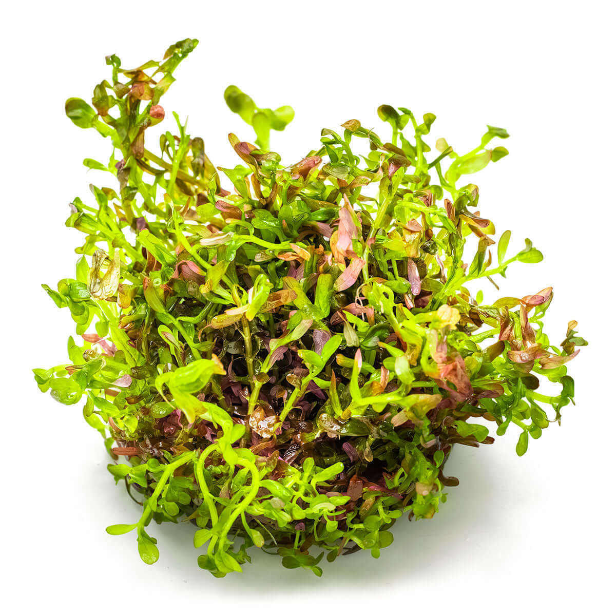 Tropica 032D Tissue Culture - Rotala Rotundifolia Blood Red aquarium plant in tissue culture cup.