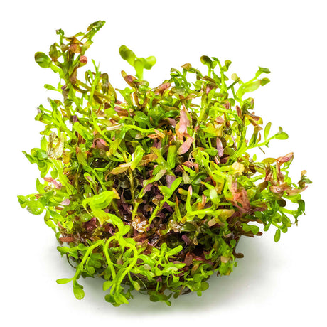 Tropica 032D Tissue Culture - Rotala Rotundifolia Blood Red aquarium plant in tissue culture cup.