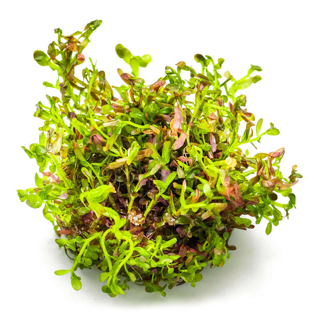 Tropica 032D Tissue Culture - Rotala Rotundifolia Blood Red aquarium plant in tissue culture cup.