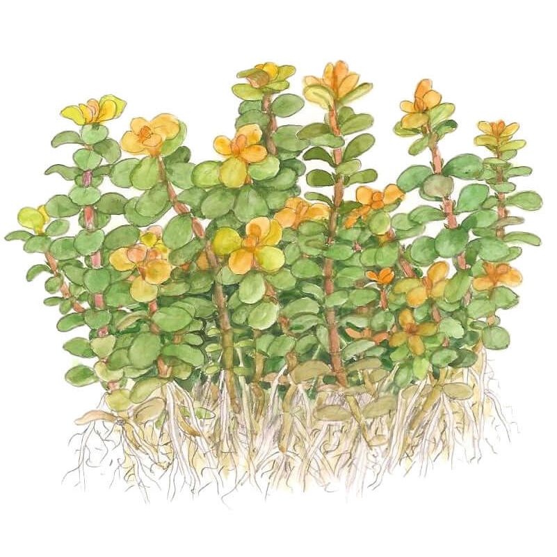 Tropica 033E Tissue Culture - Rotala indica Bonsai illustration showcasing compact green stems with yellow-orange leaves.