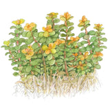 Tropica 033E Tissue Culture - Rotala indica Bonsai illustration showcasing compact green stems with yellow-orange leaves.