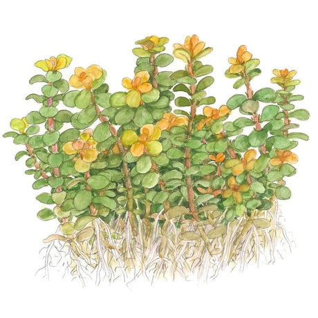 Tropica 033E Tissue Culture - Rotala indica Bonsai illustration showcasing compact green stems with yellow-orange leaves.