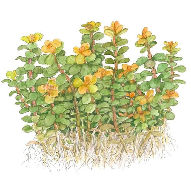 Tropica 033E Tissue Culture - Rotala indica Bonsai illustration showcasing compact green stems with yellow-orange leaves.