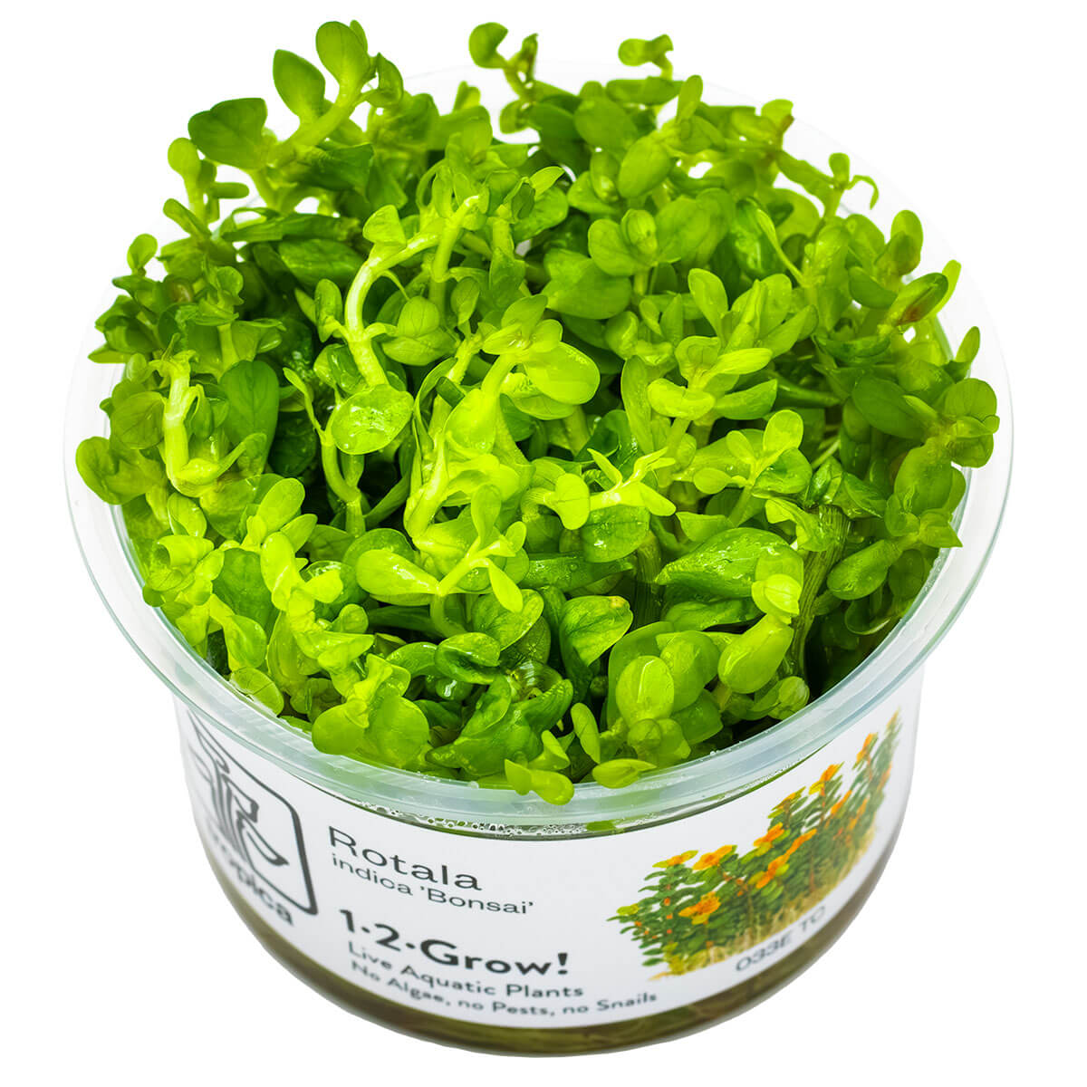 Tropica 033E Tissue Culture - Rotala indica Bonsai in a clear container, showcasing vibrant green aquatic plant growth.