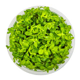 Tropica 033E Tissue Culture - Rotala indica Bonsai in a clear container filled with vibrant green aquatic plants.