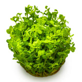 Tropica 033E Tissue Culture - Rotala indica Bonsai vibrant green aquatic plant in a compact group.