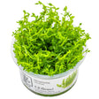 Tropica 042 Tissue Culture - Gratiola Viscidula in clear container with vibrant green leaves.