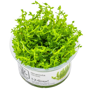Tropica 042 Tissue Culture - Gratiola Viscidula in clear container with vibrant green leaves.
