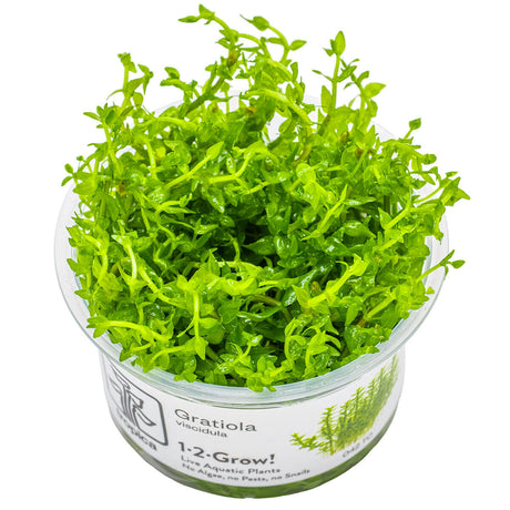 Tropica 042 Tissue Culture - Gratiola Viscidula in clear container with vibrant green leaves.