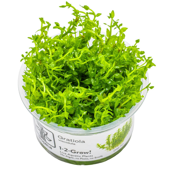 Tropica 042 Tissue Culture - Gratiola Viscidula in clear container with vibrant green leaves.