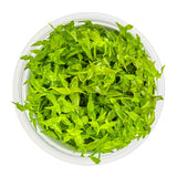 Tropica 042 Tissue Culture - Gratiola Viscidula in a clear bowl, showcasing vibrant green aquatic plants.