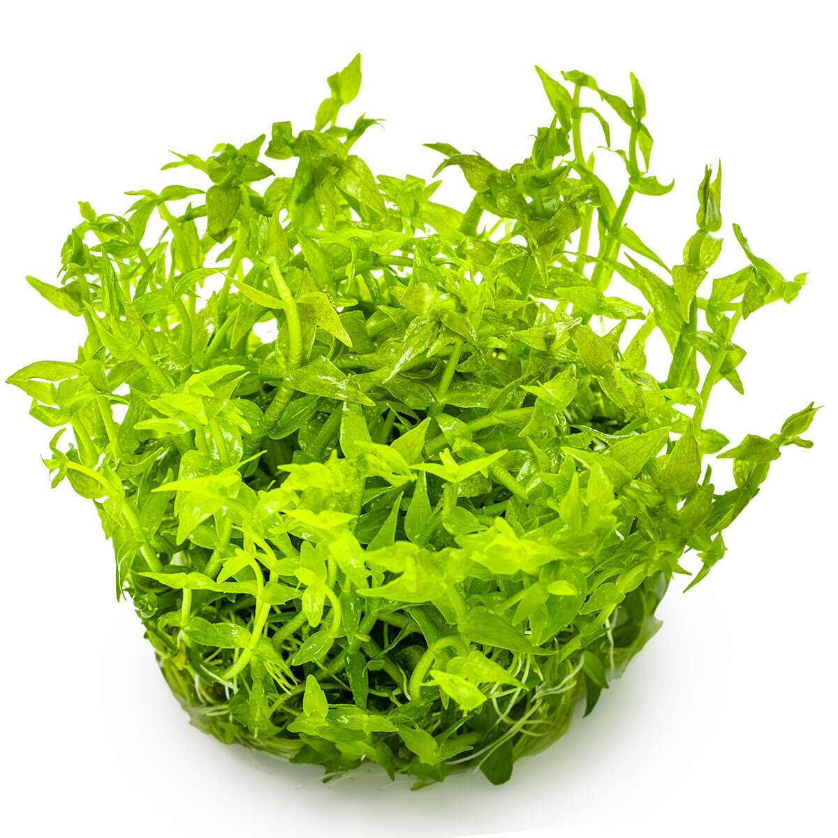 Tropica 042 Tissue Culture - Gratiola Viscidula in vibrant green color for aquariums