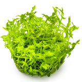 Tropica 042 Tissue Culture - Gratiola Viscidula in vibrant green color for aquariums