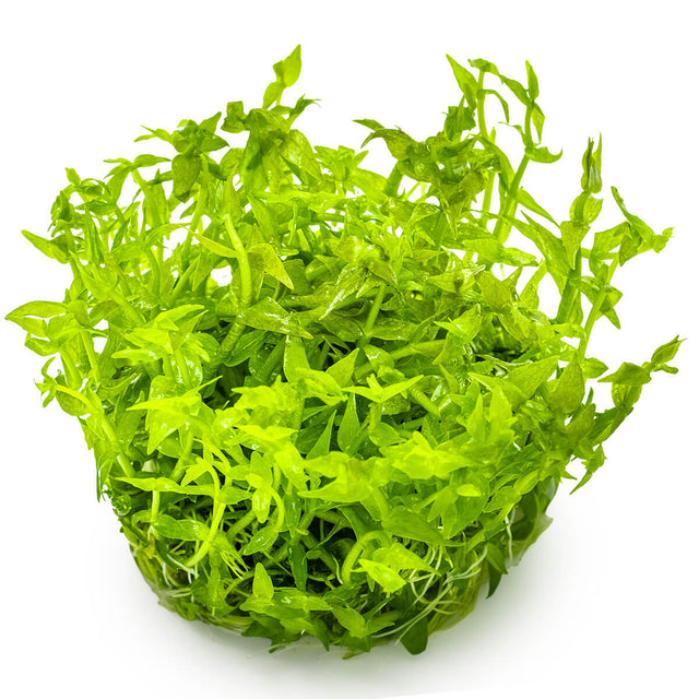 Tropica 042 Tissue Culture - Gratiola Viscidula in vibrant green color for aquariums