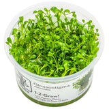 Tropica 045A Tissue Culture - Glossostigma Elatinoides