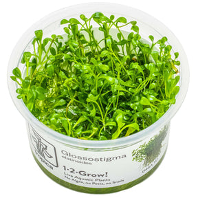 Tropica 045A Tissue Culture - Glossostigma Elatinoides in cup, ideal foreground aquarium plant.