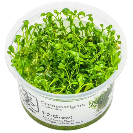 Tropica 045A Tissue Culture - Glossostigma Elatinoides in cup, ideal foreground aquarium plant.
