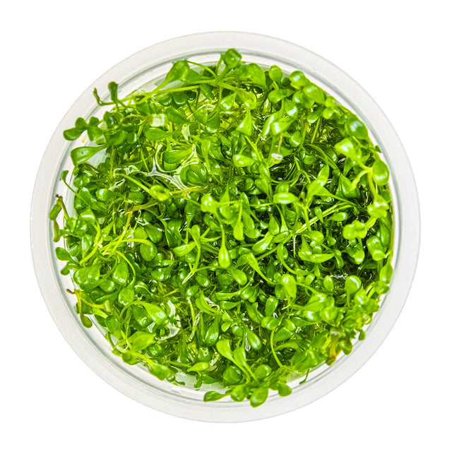 Tropica 045A Tissue Culture - Glossostigma Elatinoides in a clear container, showcasing vibrant green aquatic plant.